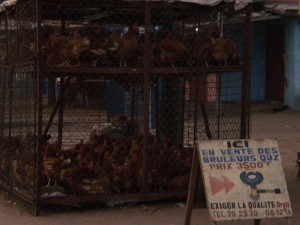 Holiday Chickens for Sale