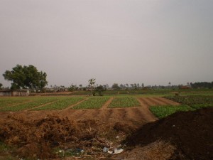 Gardening in Togo