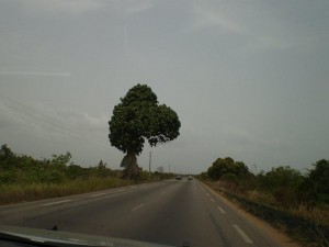 The Heart Tree