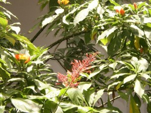 Flowers inside our Lome House